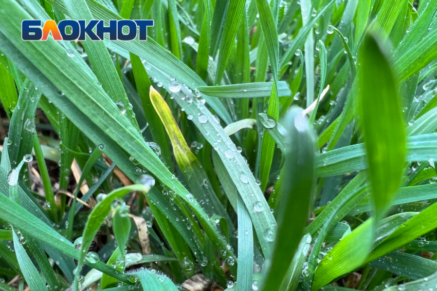 Дождь обещают синоптики в первый рабочий день апреля в Донецке