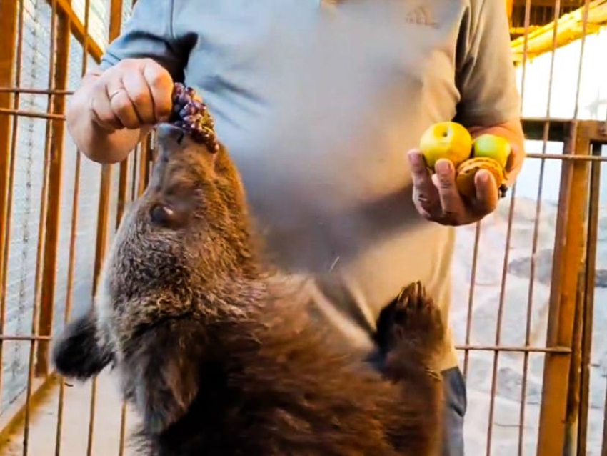 Медвежонок по имени Захар родился в зоопарке села Придорожное под Донецком