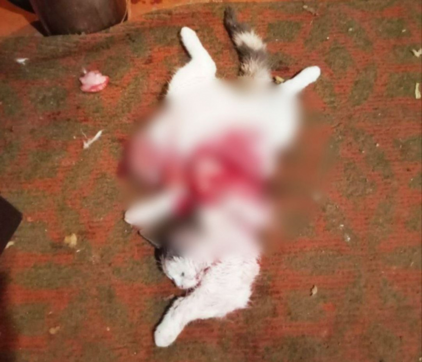 "Хотелось есть": живодер из ДНР выпотрошил котенка