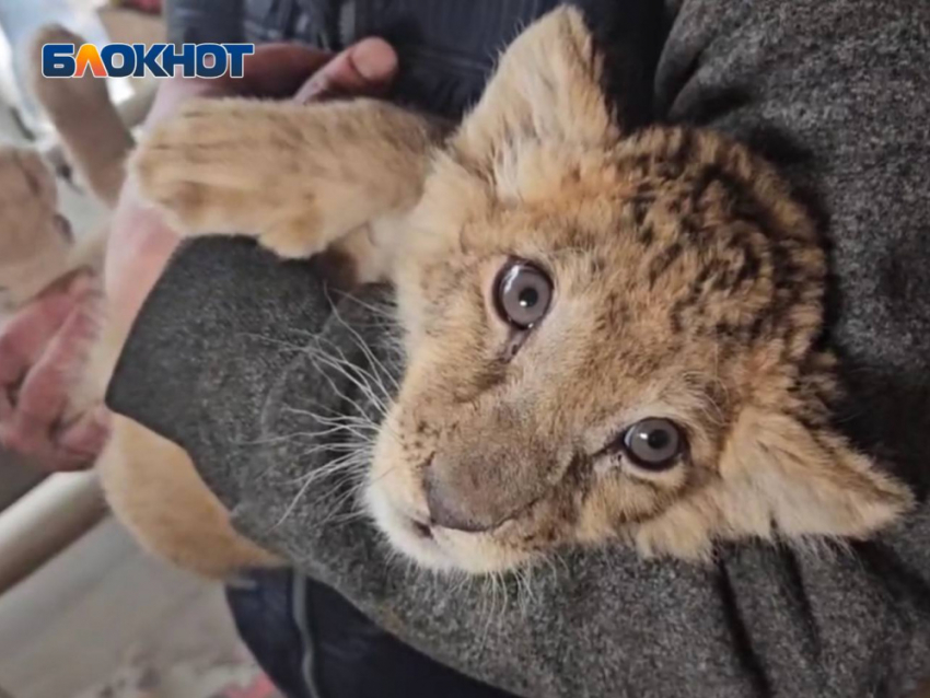О состоянии спасенного львенка рассказали сотрудники зоопарка Мариуполя 