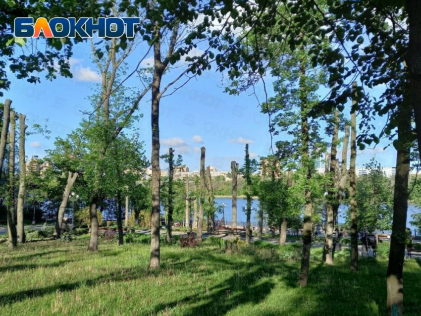 В парке Щербакова в Донецке деревья после кронирования выглядят почти голыми