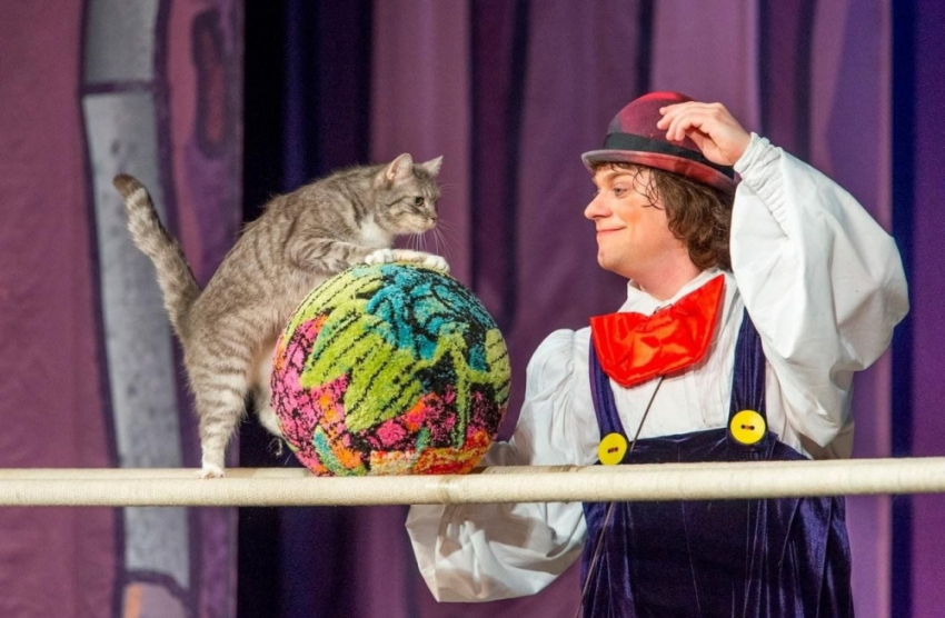 В апреле театр кошек Куклачева приедет с гастролями в Донецк
