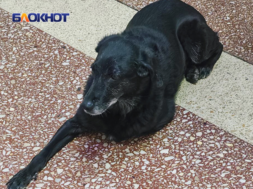 Пушистый «охранник» живёт в донецкой гимназии №6 и заходит на уроки