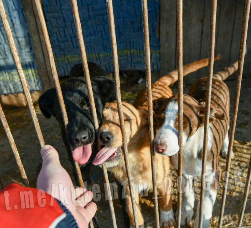 Первый в Донецке приют коммунального предприятия «Животные в городе» стал принимать постояльцев
