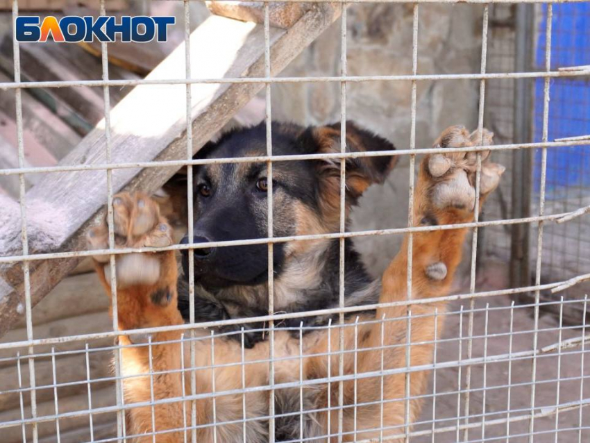 В ДНР за минувшую неделю отловили сотню бездомных собак и направили в приют 