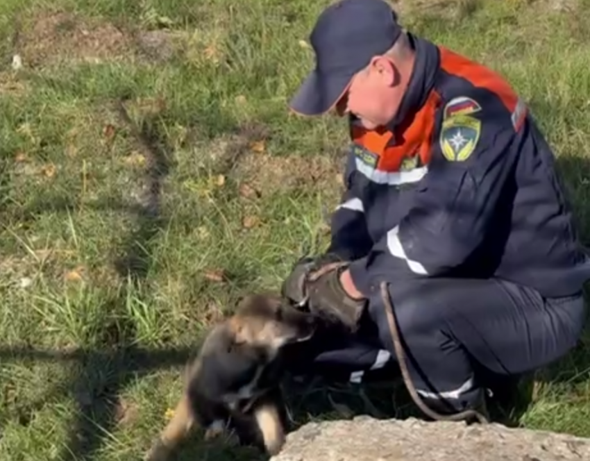 Спасли щенка, который провалился в 10-метровый люк в Донецке 