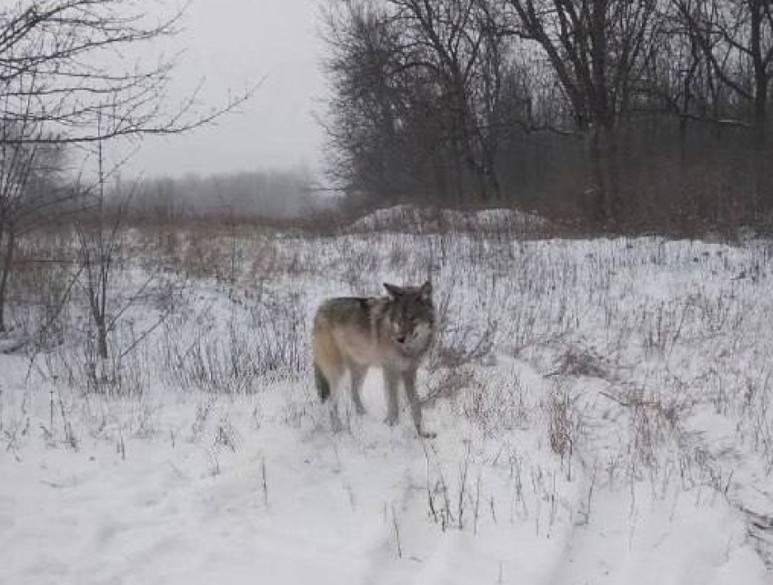 Раненый волк вышел к людям в Донецке
