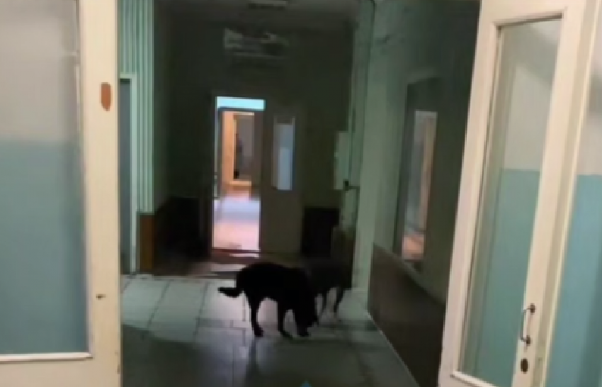 В здании донецкой больницы подкармливают бездомных собак