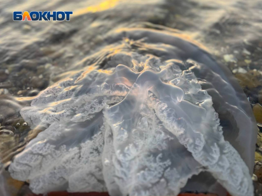 В августе-сентябре Азовское море начнут очищать от медуз