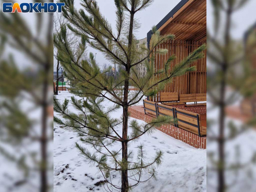 Замороженные заживо: новые деревья в парке «Металлург» в Донецке могут не ожить к весне