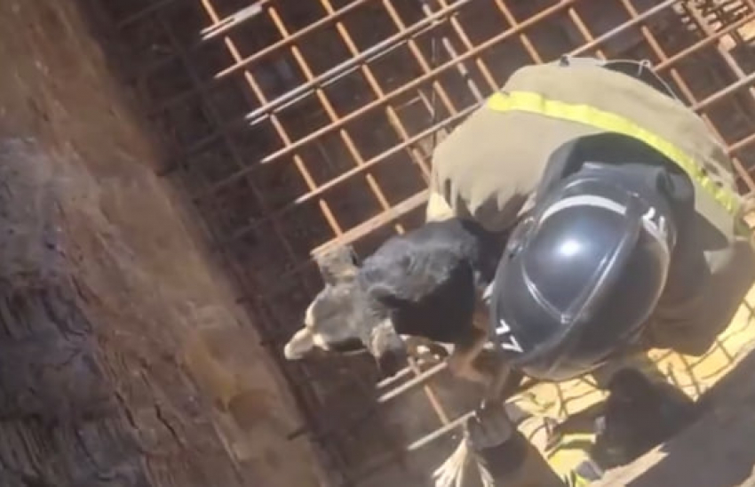 Застрявшую между арматурой в 10-метровой яме собаку спасли в Макеевке