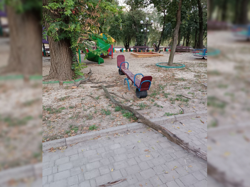 Упавшая на детскую площадку ветка зацепила ребенка в парке Щербакова в Донецке: очевидцы