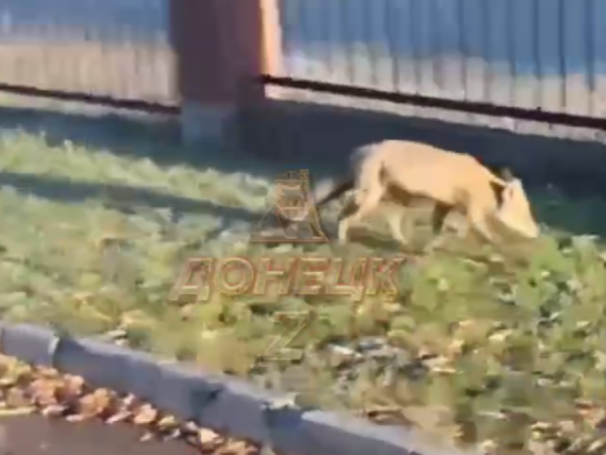 Дикая лиса вышла на оживленную улицу в Макеевке