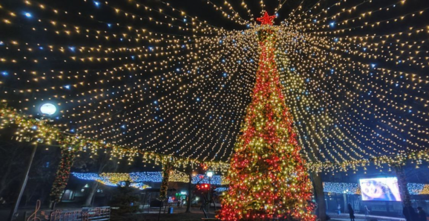 Одну из самых красивых ёлок ДНР отключат из-за помочившейся на неё собаки