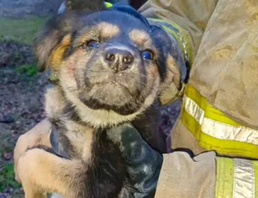 В Макеевке спасатели вызволили щенка из-под бетонной плиты