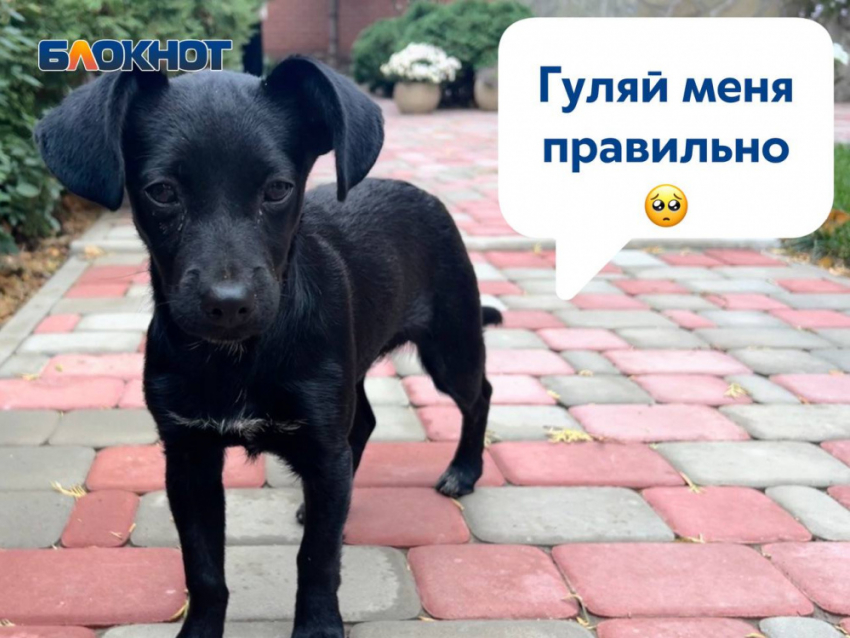 Стала известна сумма штрафа за нарушение правил выгула домашних животных в ДНР