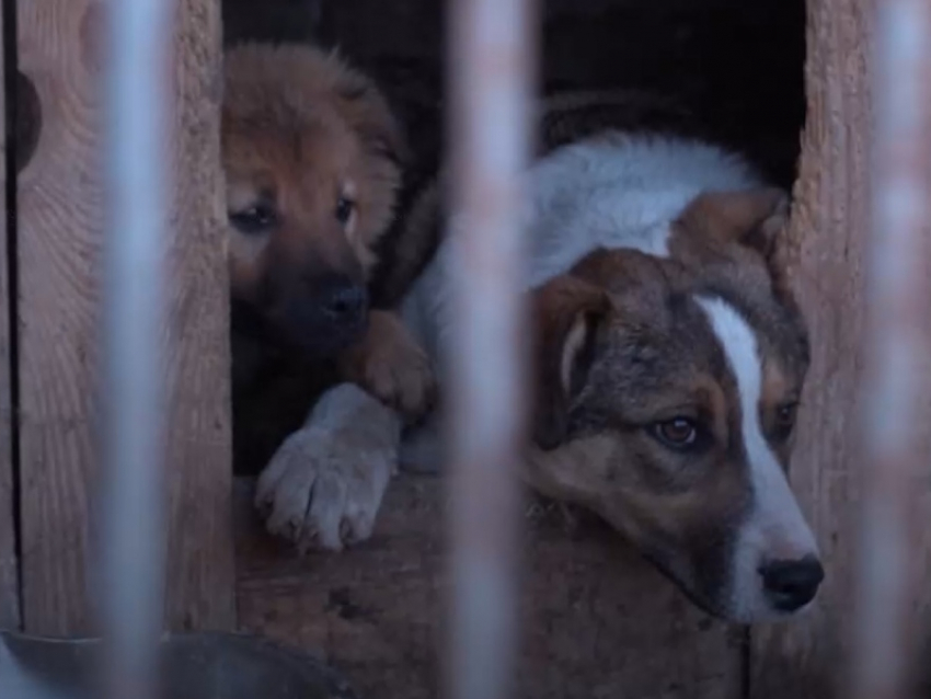 Жители ДНР и других регионов России могут взять из донецкого приюта для животных верного друга: контакты