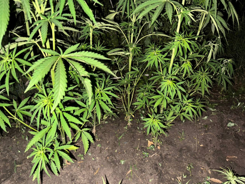 Житель ДНР вырастил 382 куста конопли возле дома