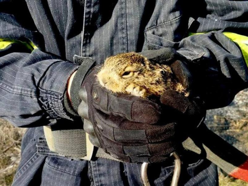 Пожарные Енакиево ДНР спасали зайчонка из огненной ловушки 