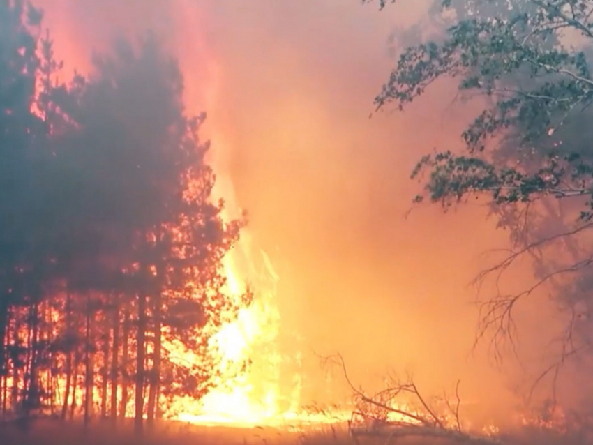 Вспыхнет, как бензин: 9-10 июня в ДНР объявлена чрезвычайная пожароопасность
