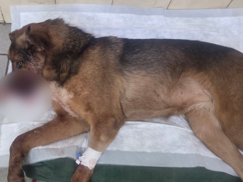 Живодеры расстреляли троих собак в подъезде дома в Донецке