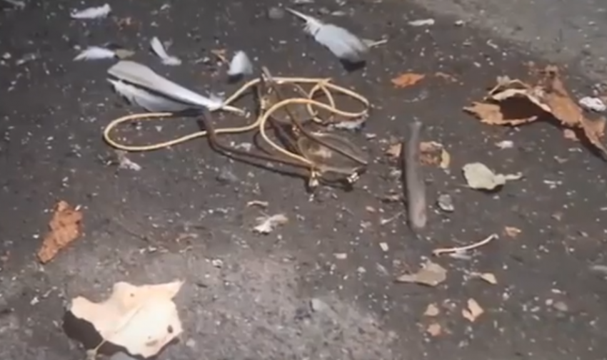 Кровавая резня на Щорса: убившего пенсионерку отправили в психбольницу в Донецке