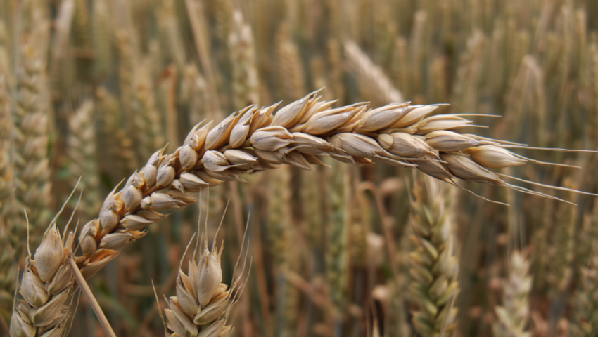 Сев озимой пшеницы в ДНР: как аграрии работают в условиях засухи