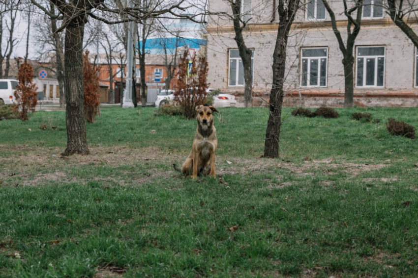 В Мариуполе ведется отлов агрессивных собак